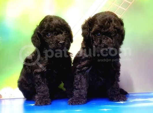 Mükemmel Kali̇tede Si̇yah Toy Poodle Yavru görsel