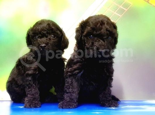 Mükemmel Kali̇tede Si̇yah Toy Poodle Yavru
