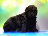 Mükemmel Kali̇tede Si̇yah Toy Poodle Yavru