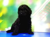 Mükemmel Kali̇tede Si̇yah Toy Poodle Yavru