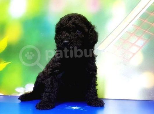 Mükemmel Kali̇tede Si̇yah Toy Poodle Yavru görsel