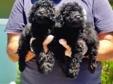 Ruhsatli Üreti̇m Çi̇ftli̇ği̇nden Si̇yah Toy Poodle Yavrular