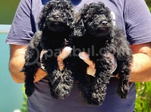 Ruhsatli Üreti̇m Çi̇ftli̇ği̇nden Si̇yah Toy Poodle Yavrular görsel