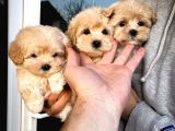 Dizayn Irk Sevimli Maltipoo Yavrular