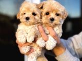 Dizayn Irk Sevimli Maltipoo Yavrular