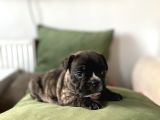 Orjnal French Bulldog Yavrular
