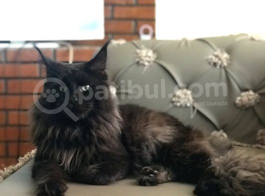 Maine Coon Erkek Dişi görsel
