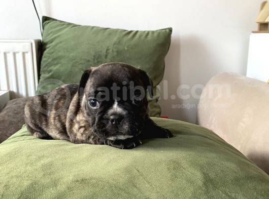 Orjnal French Bulldog Yavrular görsel