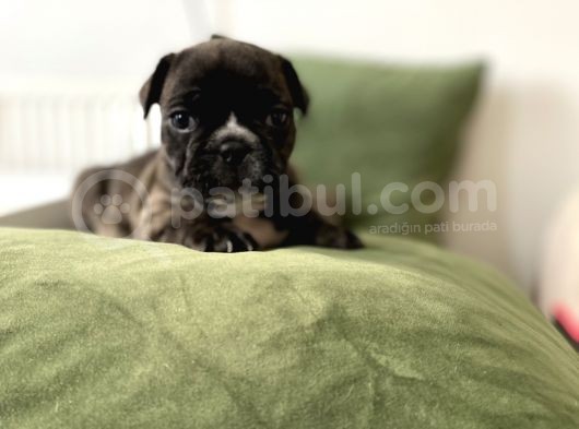 Orjnal French Bulldog Yavrular görsel
