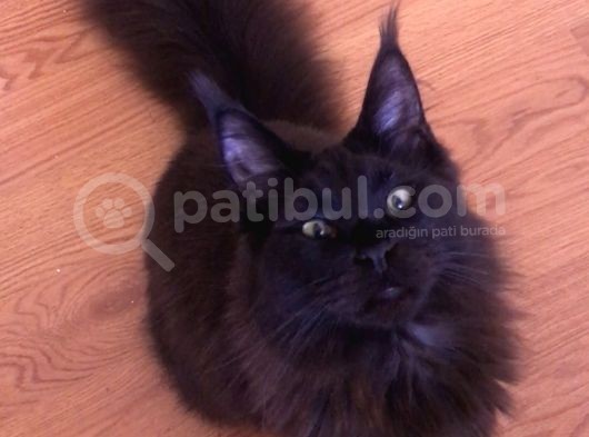 Maine Coon Erkek Dişi