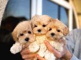 Dizayn Irk Sevimli Maltipoo Yavrular