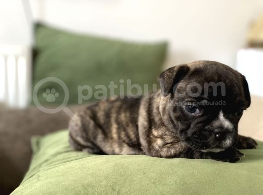 Orjnal French Bulldog Yavrular görsel