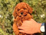 Çok Koyu Red Brown Poodle Yavrumuz