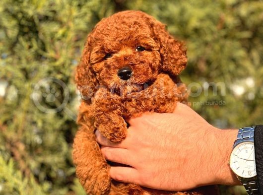 Çok Koyu Red Brown Poodle Yavrumuz görsel