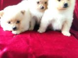 Spitz Pom Bebekler