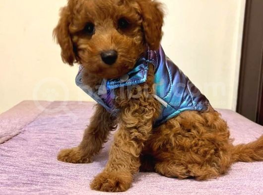 Orjinal Red Toy Poodle Yavrumuz görsel