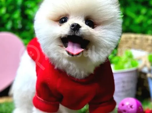 İstanbul'Da Elden Teslim Pomeranian Boo Yavrularımız görsel