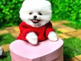 İstanbul'Da Elden Teslim Pomeranian Boo Yavrularımız