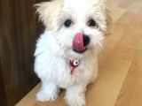 F1 Dişi Maltipoo Yavrumuz