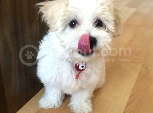 F1 Dişi Maltipoo Yavrumuz görsel