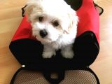 F1 Dişi Maltipoo Yavrumuz