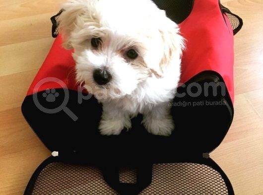 F1 Dişi Maltipoo Yavrumuz görsel