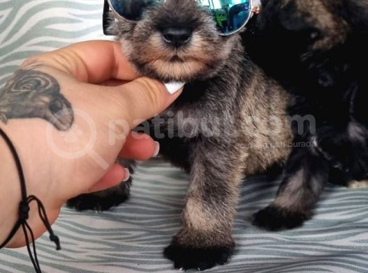 Secereli Minyatür Schnauzer Yavru(Bursa Köpek Okulu) görsel