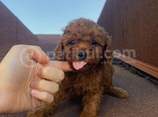 Çocuklarınıza En İyi Arkadaş Poodle Bebekler görsel