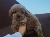 Ev Doğumlu Poodle Bebekler