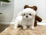 Kore Kan Maltese Terri̇er
