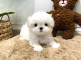 KORE KAN MALTESE TERRİER