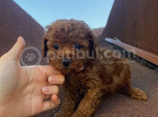 Çocuklarınıza En İyi Arkadaş Poodle Bebekler görsel