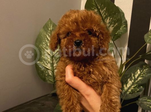 Ev Doğumlu Poodle Bebekler
