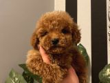Ev Doğumlu Poodle Bebekler