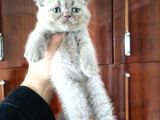 British Shorthair Yavruları