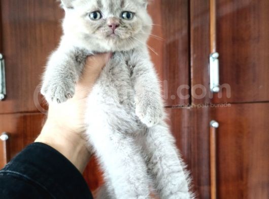 British Shorthair Yavruları görsel