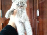 British Shorthair Yavruları