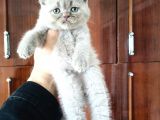 British Shorthair Yavruları