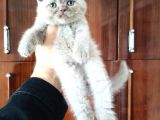 British Shorthair Yavruları