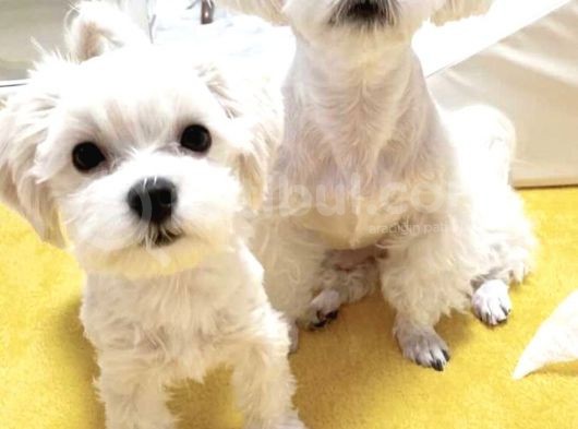 Orjianl 0 Numara Maltese Bebekler :)