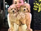 Dünyalar Güzeli̇ Malti̇poo Yavrular