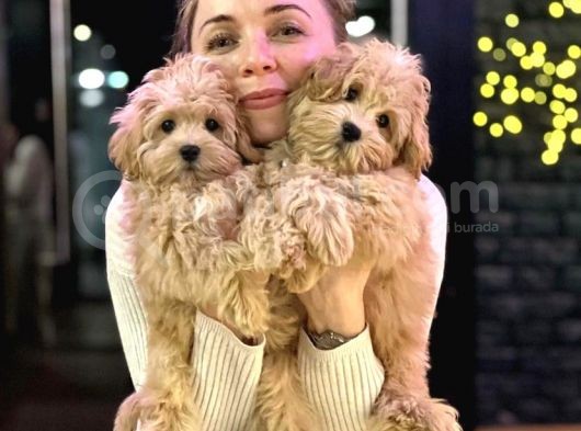 Dünyalar Güzeli̇ Malti̇poo Yavrular görsel