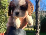 Mükemmel Irk Cavalier King Charles Yavrular