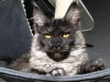 Maine Coon Black-Smoke Dişi 5 Aylık