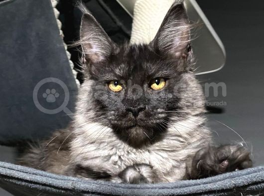 Maine Coon Black-Smoke Dişi 5 Aylık görsel