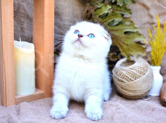 Bembeyaz Silver Ns1133 Scottish Fold Yavrumuz görsel