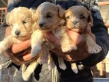 Irk Garantili Dizayn Maltipoo Bebekler