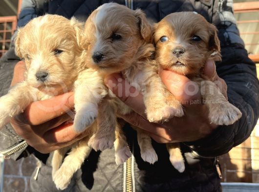 Irk Garantili Dizayn Maltipoo Bebekler görsel