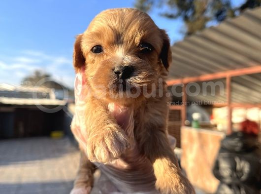 Irk Garantili Dizayn Maltipoo Bebekler görsel