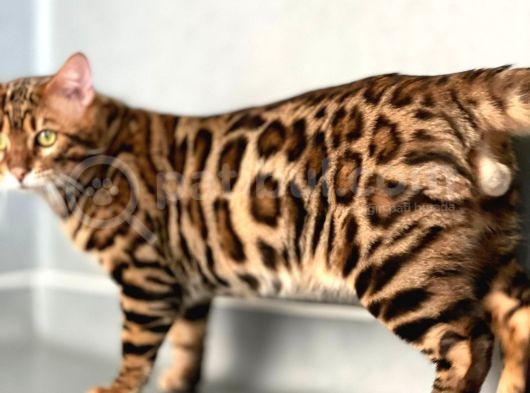Bengal Cat “Show Class” Male